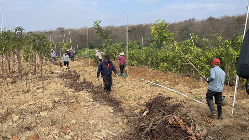 2a868df9547062cc51a99648a17774ac.png 圖為卅嶺農(nóng)場(chǎng)開(kāi)展儲(chǔ)備苗木假植工作.png