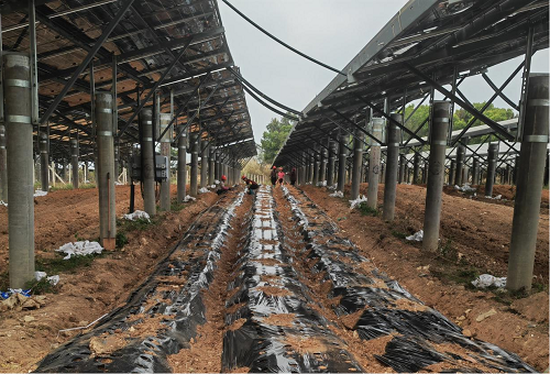 ab554de6759ef3397644eb8c0eb0d114.png 圖為東埔農(nóng)場(chǎng)光伏板下種植魔芋現(xiàn)狀1.png