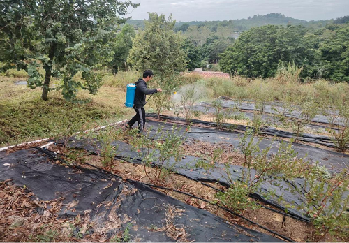 d3694290888f342a40f1992d76f09457.png 圖為卅嶺農(nóng)場(chǎng)開(kāi)展藍(lán)莓葉面肥追施.png