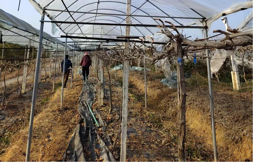 e4053085d762bae28f8fa60bd4ebd9b7.png 圖為卅嶺農(nóng)場(chǎng)開(kāi)展葡萄園修形剪枝.png